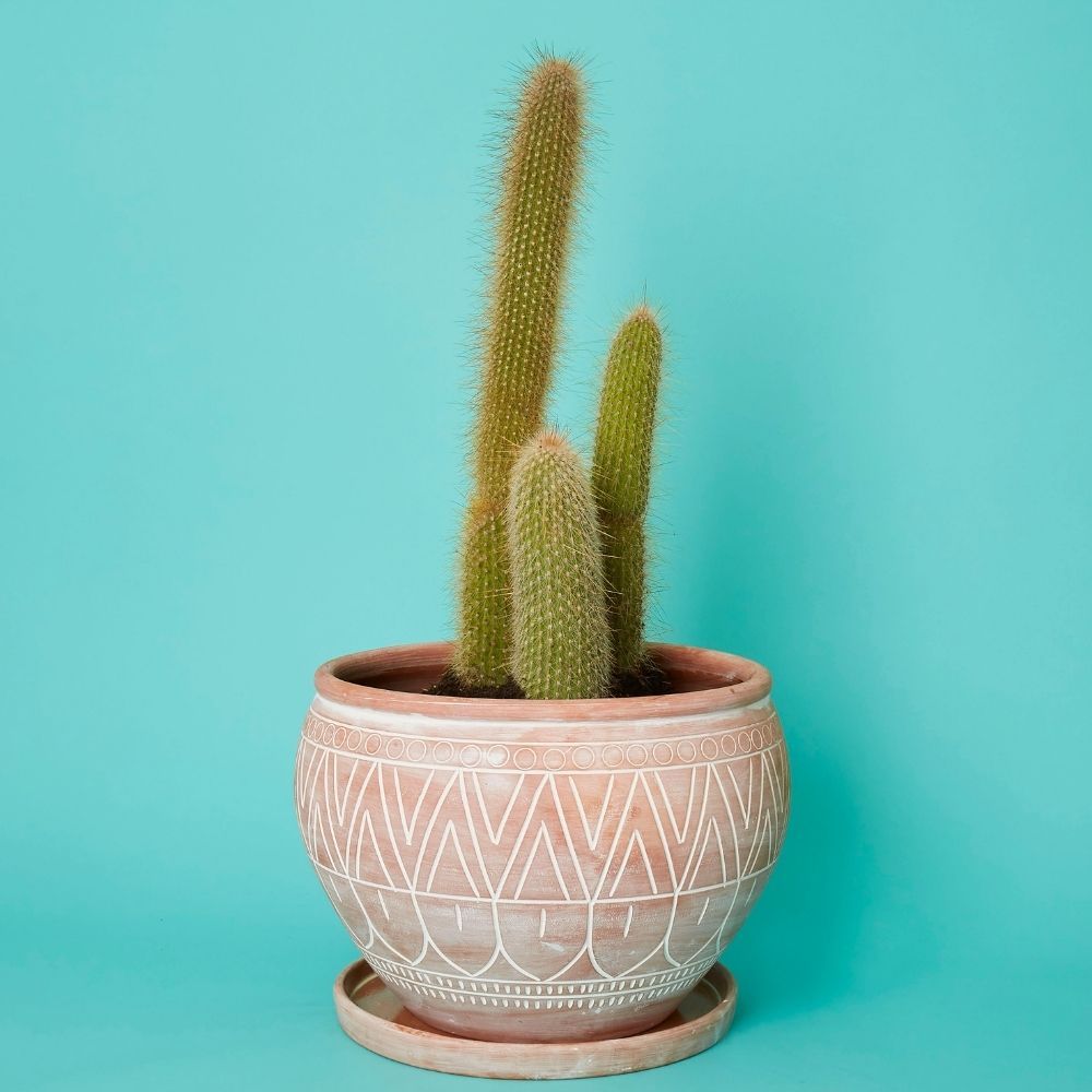 Terracotta Belly Pot Saucer Set